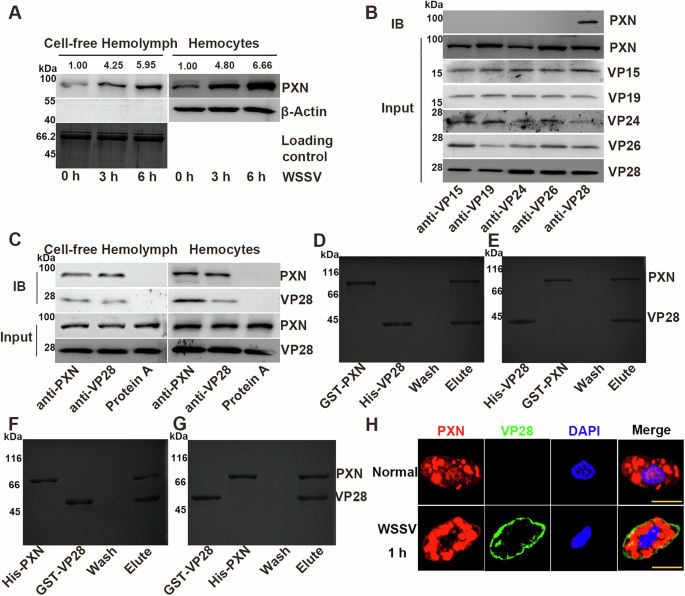 Fig. 2: Interaction between PXN and the envelope protein VP28 of WSSV.