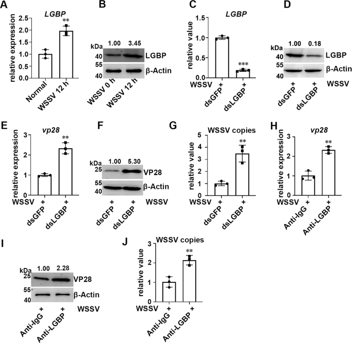 Fig. 4: The antiviral functions of LGBP.
