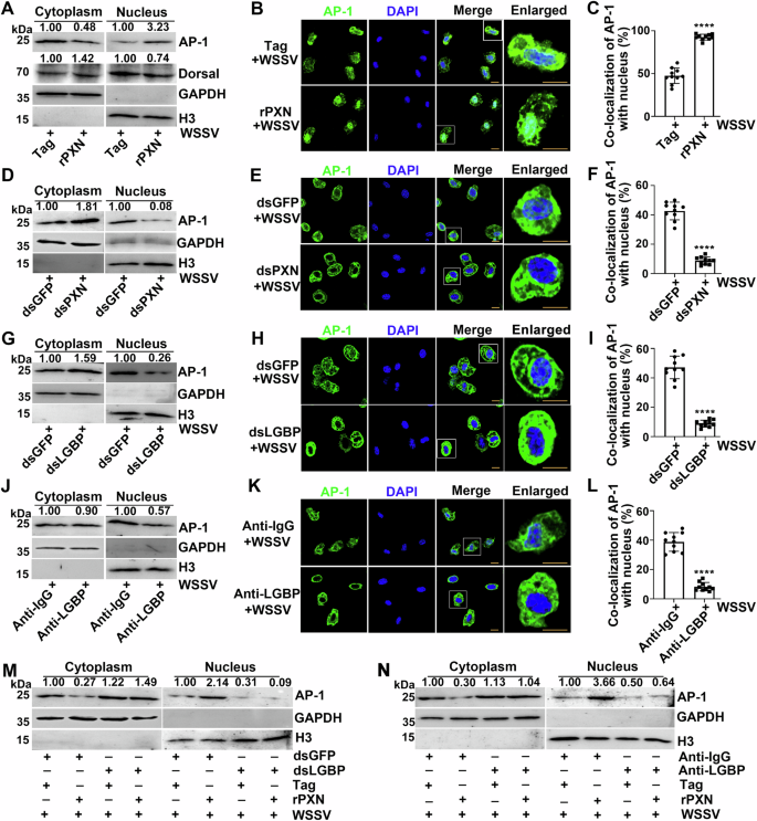 Fig. 5: Regulatory effects of PXN and LGBP on the nuclear translocation of AP-1 after WSSV infection.