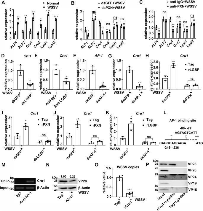 Fig. 6: Regulatory effects of PXN and LGBP on Cru1 expression and the antiviral functions of Cru1.