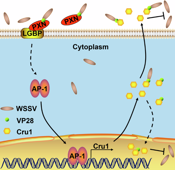 Fig. 7: Working model of the PXN-mediated antiviral immune response in crayfish.
