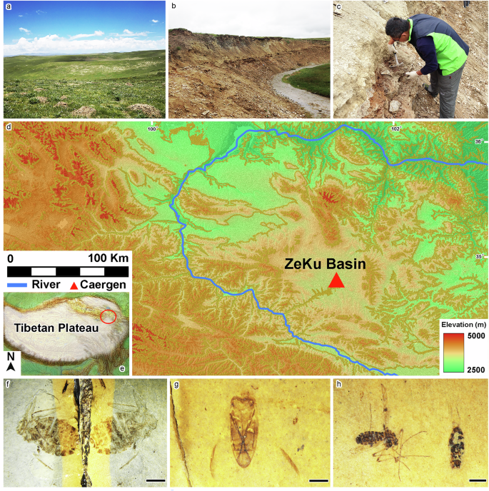 Fig. 2: Geographical location, environment, and associated fossils of the Zeku Basin in the Tibetan Plateau region, and the study site at Caergen.