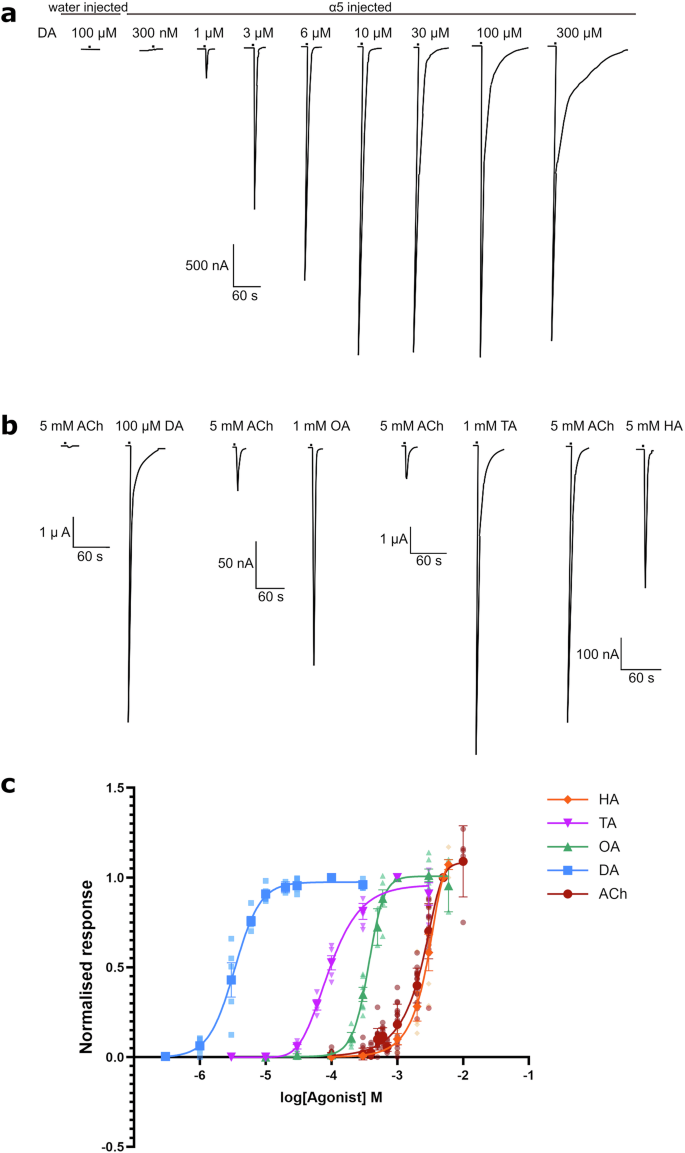 Fig. 1: Responses to biogenic amines in X. laevis oocytes expressing the A. mellifera α5 nAChR subunit.