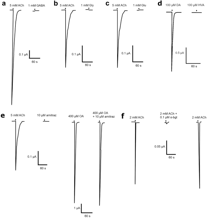 Fig. 2: Responses to GABA, glycine, glutamate, homovanillyl alcohol, amitraz and α-bungarotoxin in X. laevis oocytes expressing the A. mellifera α5 nAChR subunit.
