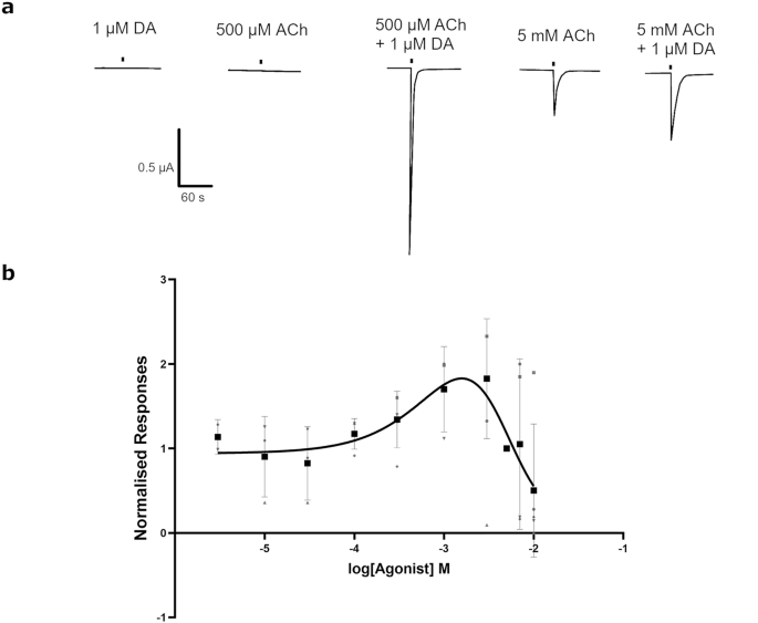 Fig. 4: The effect of co-applying acetylcholine and dopamine on the A. mellifera α5 nAChR subunit expressed in X. laevis oocytes.