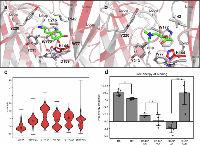 Fig. 5: Binding of dopamine (DA) and acetylcholine (ACh) to an A. mellifera α5 nAChR protein model.