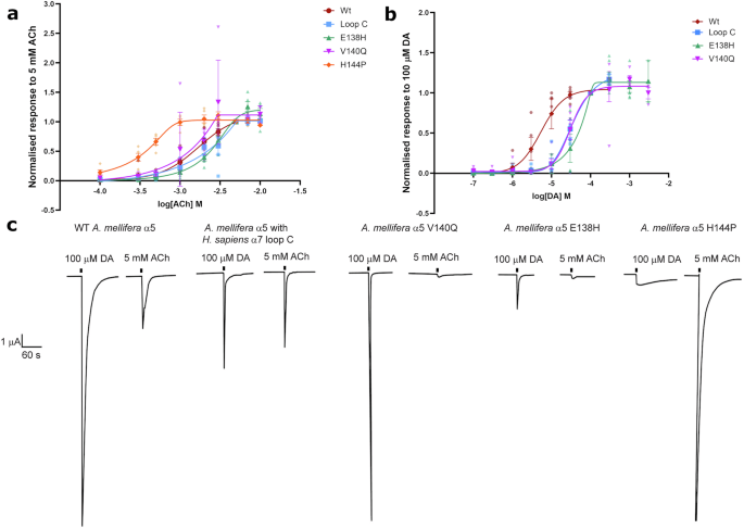 Fig. 6: Responses to dopamine (DA) and acetylcholine (ACh) in X. laevis oocytes expressing wild-type or mutant A. mellifera α5 nAChR subunits.