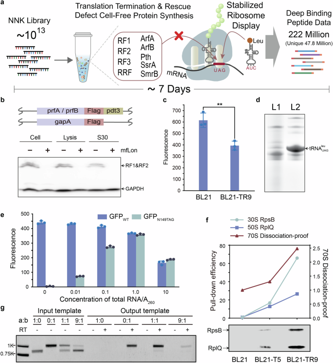 Fig. 1: RD in Reprogrammed Cell Extract.