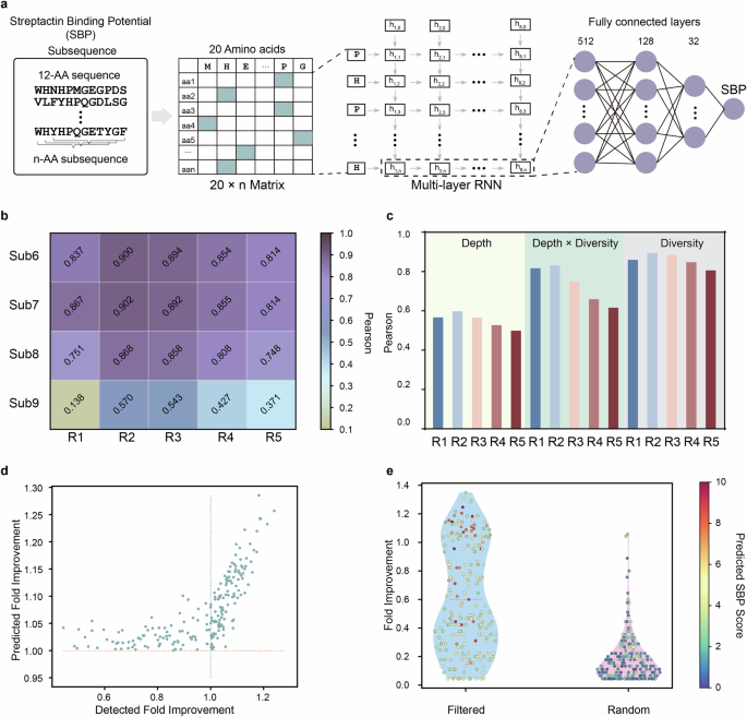 Fig. 3: Deep Learning Model for Characterizing Streptactin-Binding Peptides.