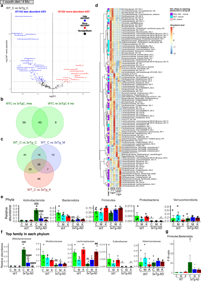 Fig. 3: 1-month of MCT or KD restored ASVs with differential abundance levels and induced new alterations in 3xTg-AD mice microbiome.