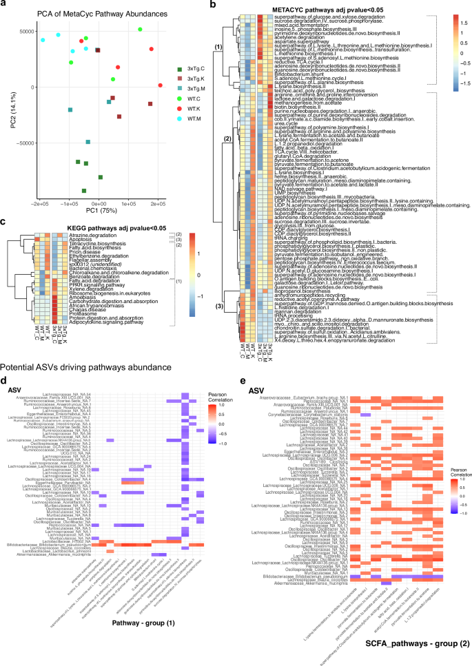 Fig. 4: Functional mechanisms associated with changes in the microbiome of 3xTg-AD mice fed with MCT or KD for 1 month.