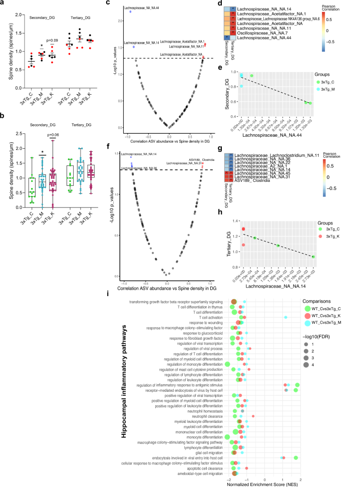 Fig. 5: Increased MCT and KD-induced hippocampal spine density correlates with Lachnospiraceae abundance in AD mice microbiome.