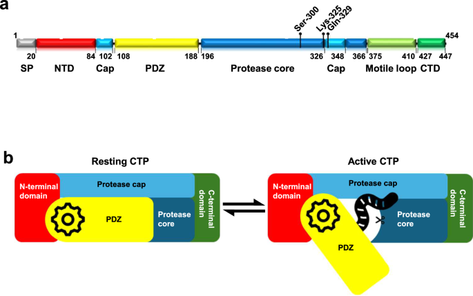 Fig. 1: Schematic diagram of a typical CTP.
