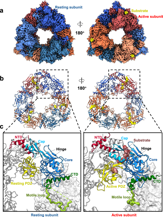 Fig. 2: Cryo-EM structure of the CtpATM mutant.