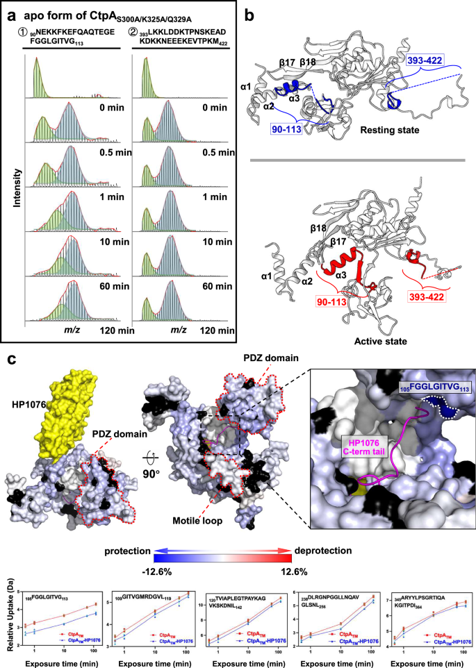 Fig. 3: Structural dynamics of CtpA.