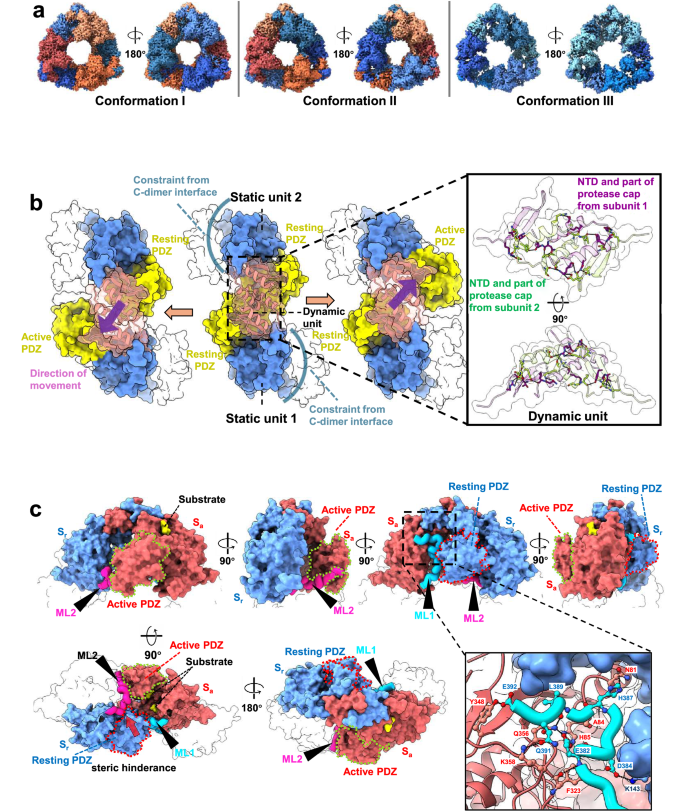 Fig. 4: Self-compartmentalisation of CtpA.