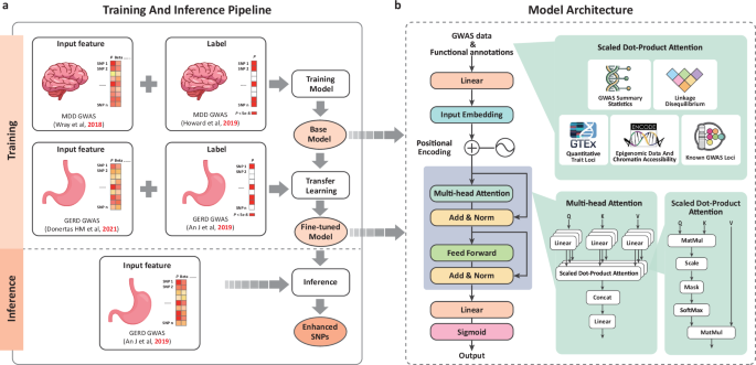 Fig. 1: InsightGWAS framework for enhancing genetic variant discovery in GERD.