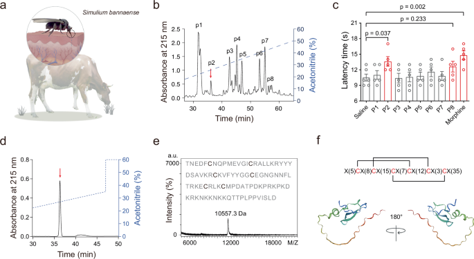 Fig. 1: Purification and structural characterization of sibanin peptide from S. bannaense.