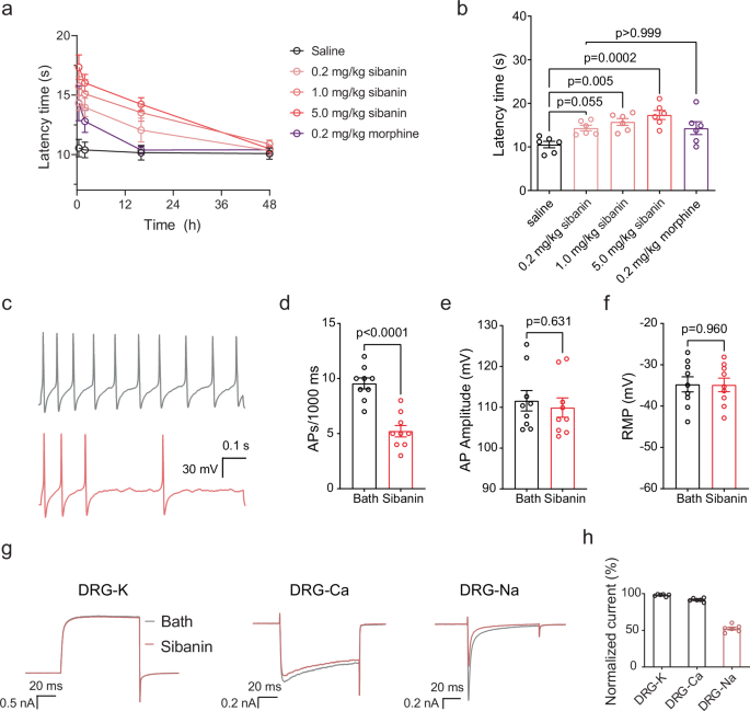 Fig. 2: Sibanin attenuates pain behavior and modulates action potential properties in dorsal root ganglion (DRG) neurons.