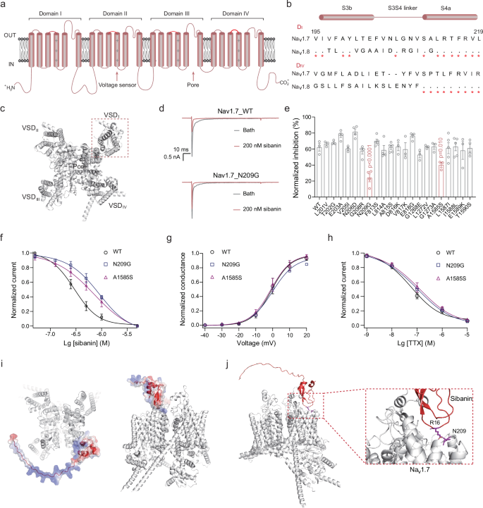 Fig. 5: Molecular basis of sibanin binding to the NaV1.7 channel.