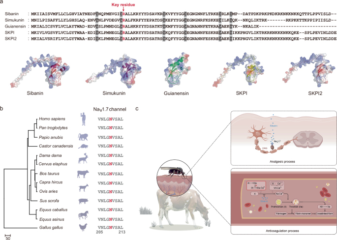 Fig. 6: Conservation of the binding site between sibanin and the NaV1.7 channel.