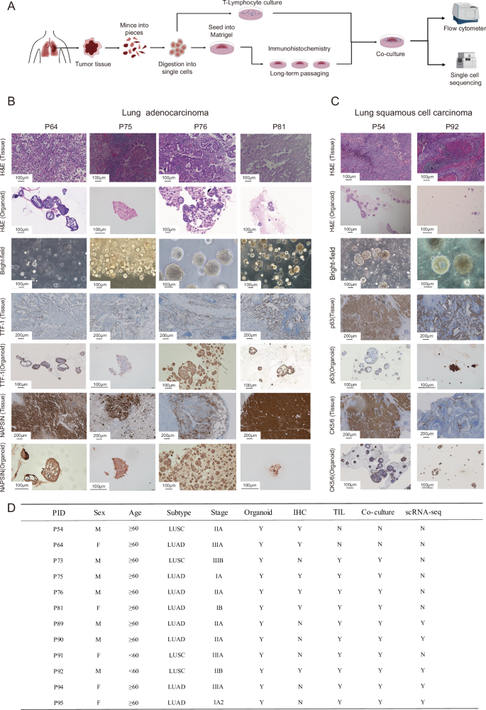 Fig. 1: Establishment and characterization of patient-derived NSCLC organoids.