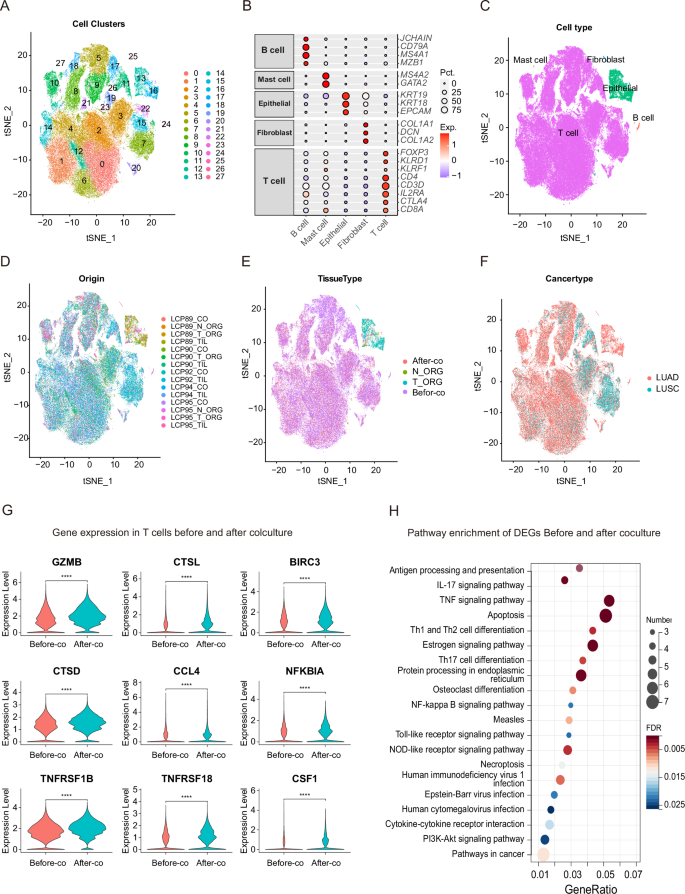 Fig. 4: Unraveling the molecular mechanism involved in TIL-lung cancer organoid interaction through single-cell RNA sequencing analysis.