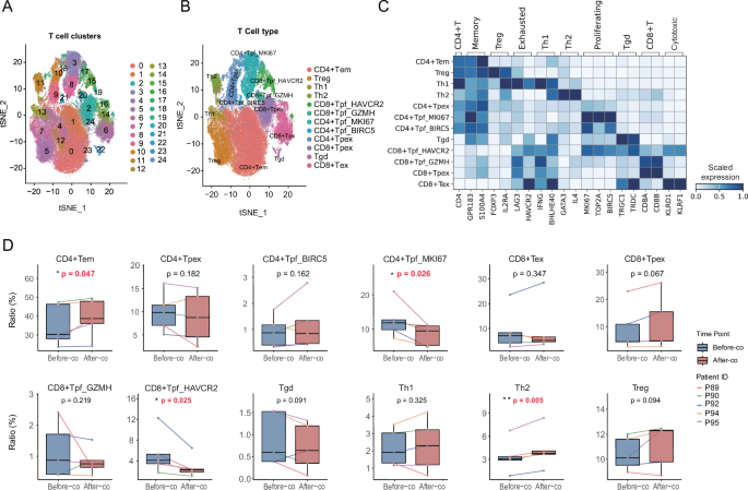 Fig. 5: Analysis of the dynamic changes in T cell subpopulations in TIL-lung cancer organoid co-culture.