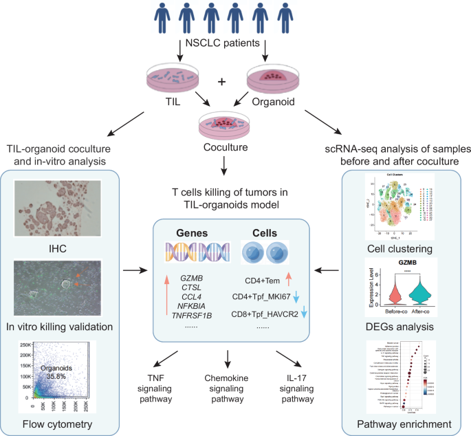 Fig. 6: Working model of the organoid-TIL co-culture platform.