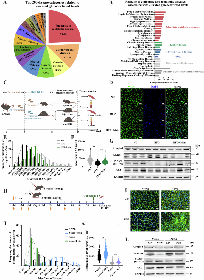 Fig. 1: Irisin ameliorates HFD-induced myofiber atrophy.