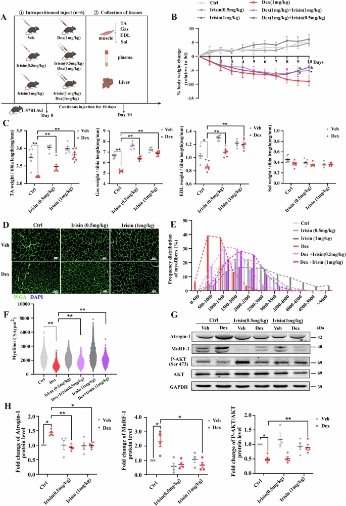 Fig. 2: Irisin prevents glucocorticoid-induced muscle atrophy.