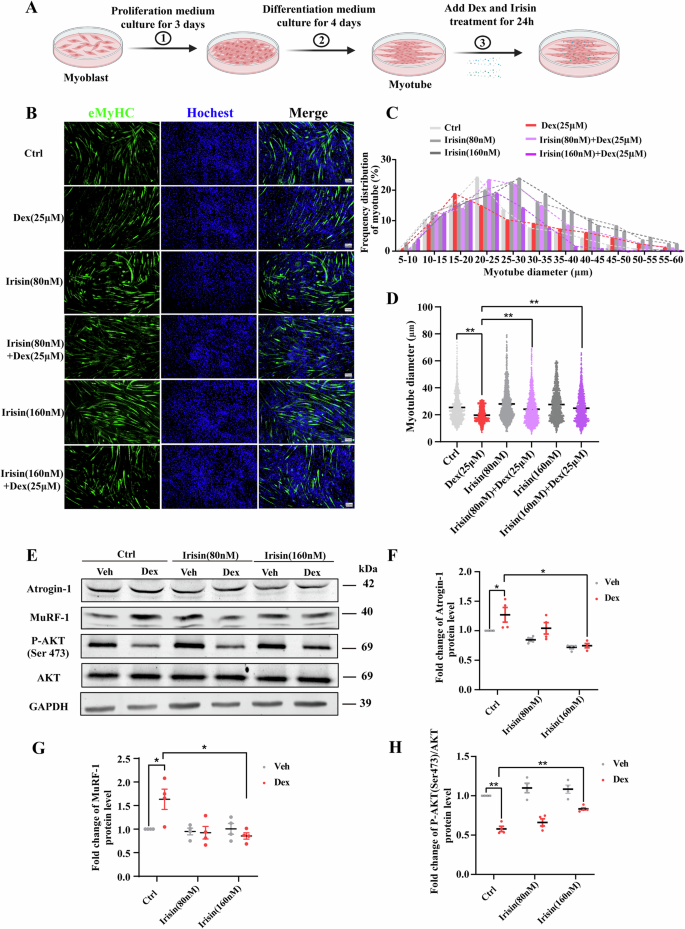 Fig. 3: Irisin attenuates the dexamethasone-induced reduction in myotube size.