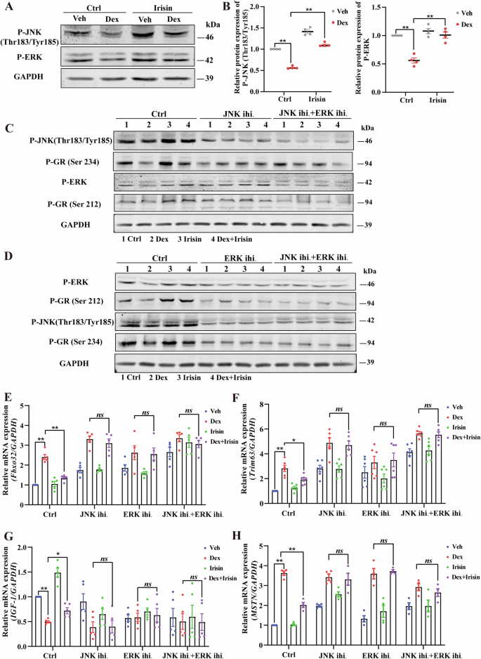Fig. 6: Irisin mediates effects on GR phosphorylation via ERK and JNK phosphorylation.
