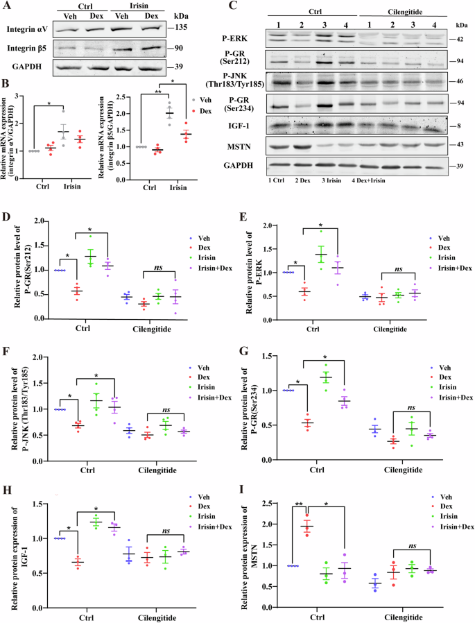 Fig. 7: Irisin effects on GC genomic effects and GR phosphorylation depend on integrin αVβ5 receptor.