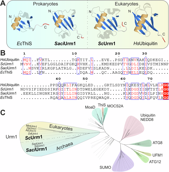 Fig. 1: Ubiquitin-like members of the β-GF protein family.