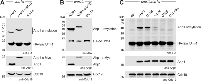 Fig. 2: SaciUrm1 conjugates to yeast Ahp1 in an urmylation-like fashion.