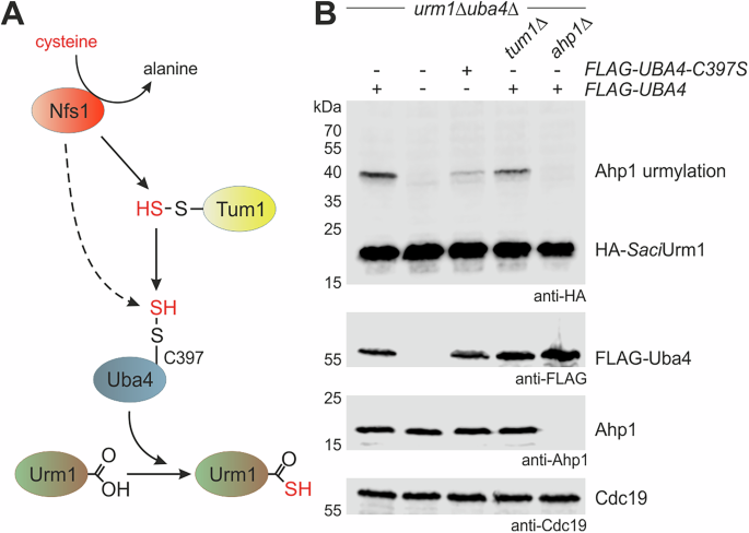 Fig. 3: Sulfur-dependent SaciUrm1 activation by Uba4 allows for Ahp1 urmylation.