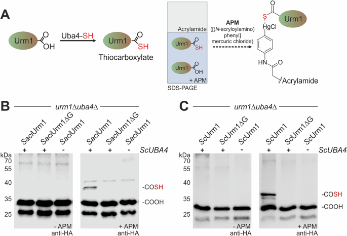 Fig. 4: Identification of thiocarboxylated Urm1 by APM gels.