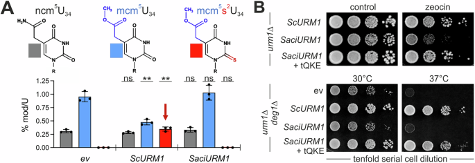 Fig. 5: Yeast urm1∆ cells expressing SaciURM1 lack tRNA thiolation at wobble uridines (U34).