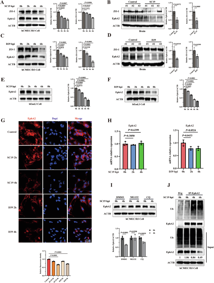 Fig. 1: S. suis SC19 downregulates expression of EphA2 and tight junctions (TJs) protein ZO-1 in mice and human brain endothelial cells.