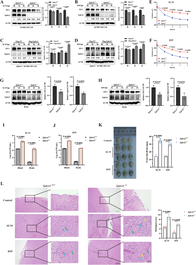 Fig. 2: EphA2 deficiency augments S. suis-induced disruption of blood brain barrier in vitro and in vivo.