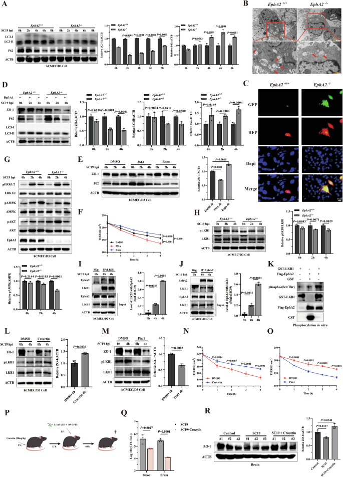 Fig. 3: EphA2 is required for LKB1/AMPK-mediated autophagy to protect S. suis-induced disruption of blood-brain barrier.