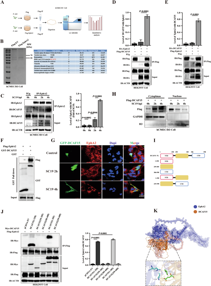 Fig. 4: S. suis recruits DCAF15 to interact with EphA2.
