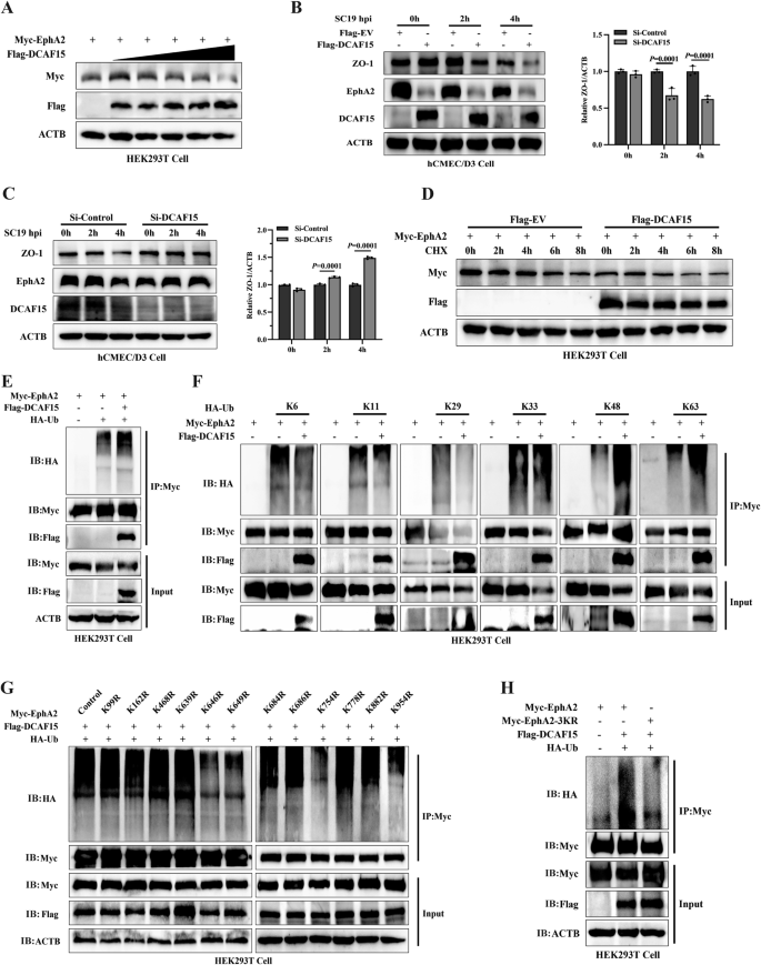 Fig. 5: S. suis recruits DCAF15 to promote the K48 and K63-linked ubiquitination of EphA2 to degrade EphA2.