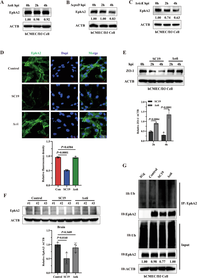 Fig. 6: S. suis STK contributes to EphA2 degradation.