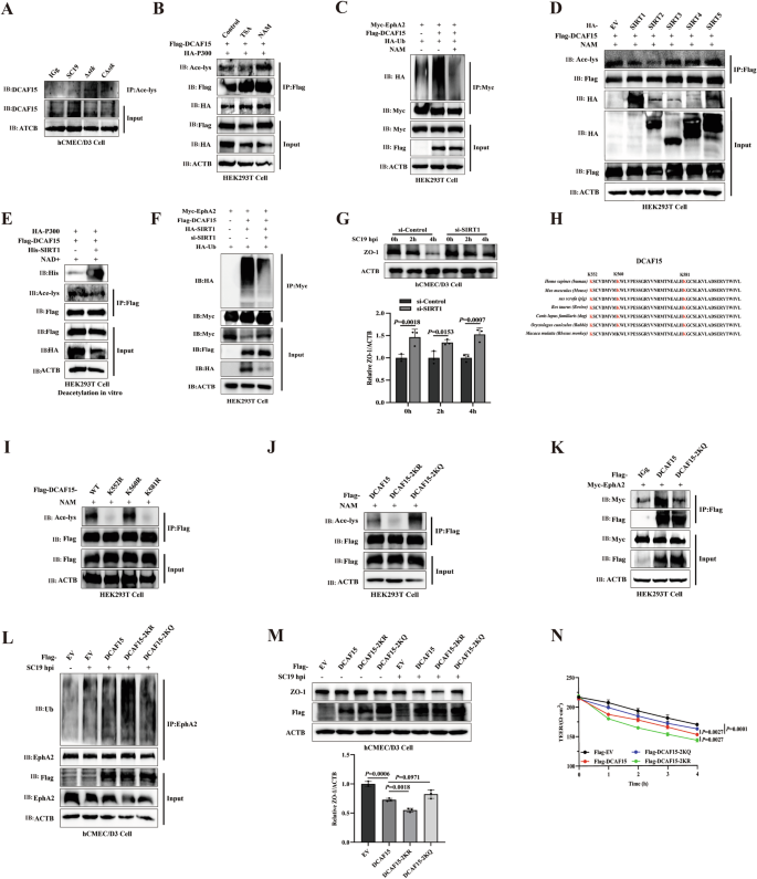 Fig. 7: S. suis facilitates DCAF15 deacetylation via SIRT1 to enhance EphA2 ubiquitination for disruption of blood-brain barrier.