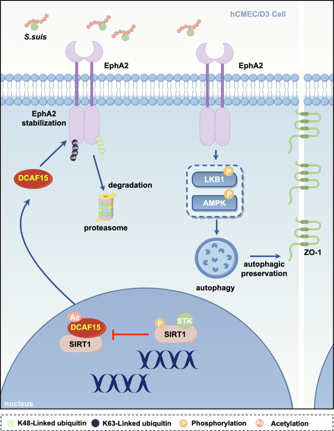 Fig. 9: A work model by which S. suis targeting EphA2 degradation though the recruitment of E3 ligase DCAF15 triggers disruption of blood-brain barrier.