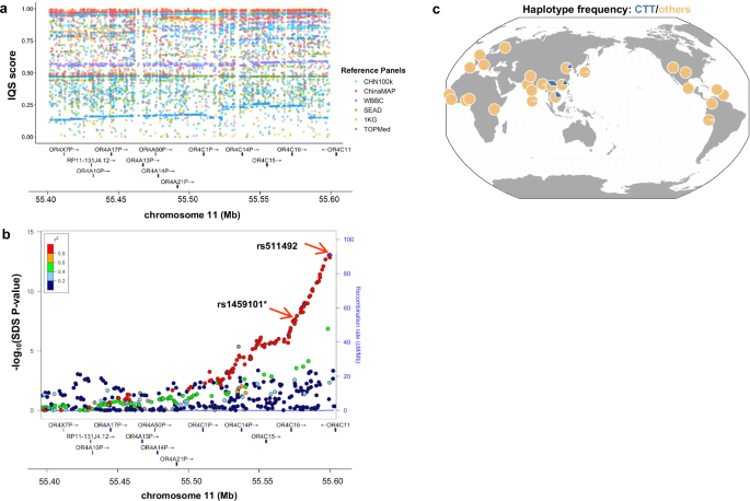 Fig. 5: Imputation disparities and selection signatures in the Olfactory Receptor Gene Cluster region.