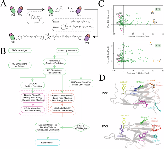 Fig. 1: Identification of suitable sites for incorporating pAcF.