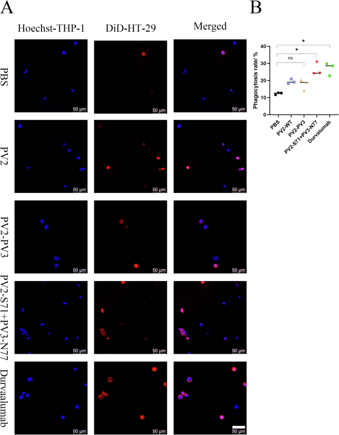 Fig. 4: Phagocytosis to detect BsNb activities.